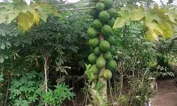 Imagem: Vendo chácara