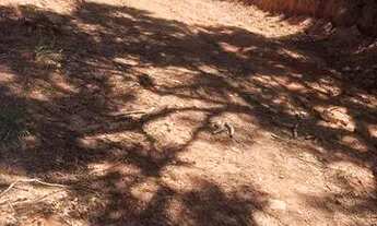 Imagem: TERRENO PAULISTA NATUREZA