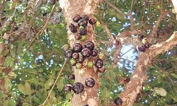 Imagem 2: VENDO CASA TERREA NO CIDADE JARDIM JACAREI SP