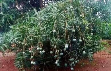 Imagem 6: Chácara para Venda em Setor Central Nova Veneza-GO