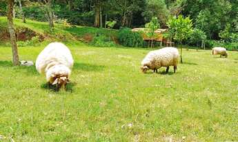 Imagem 6: Sítio completo em picada verão - Sapiranga/RS