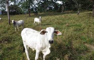 Imagem 6: Chacara para criação de gado em Goiás Velho com otimo preco