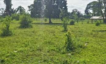Imagem 2: Fazenda 1.500 x 2.000 com 30 cabeças de gado Autazes 1.100.000