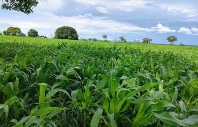 Imagem 2: VENDO FAZENDA 1.226 HECTARES MUNICIPIO DE JANGANDA MT