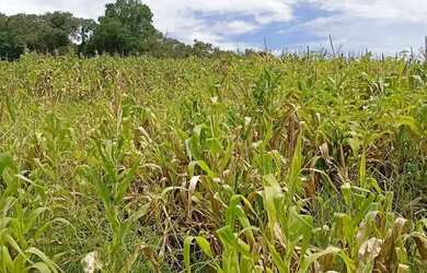 Imagem 2: Lotes de 500 m² a 1.000 m² em Ibiúna em pré-lançamento