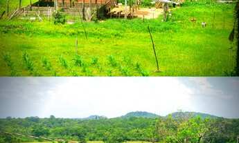 Imagem 7: Oportunidade! linda fazenda a venda de porteira fechada 69 hectares na Pi 113 a 28 km da P