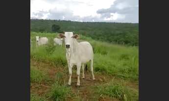 Imagem: FAZENDINHA SAIDA PIRAPORA//2 POÇO ARTESIANO/ACEITA