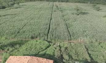 Imagem 5: Oportunidade! linda fazenda a venda de porteira fechada 69 hectares na Pi 113 a 28 km da P