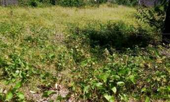 Imagem 2: Vendo 3 Terrenos Em Itamaracá