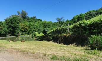 Imagem 6: Área de terras com 5,6 há, dos quais 4 há com videiras produtivas