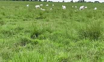 Imagem 2: Fazenda em Tocantins