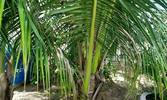 Imagem 5: Alugo casa em carapibus