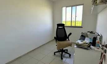 Imagem 4: PALM VILLE - SOMBRA, aruana