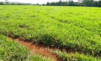 Imagem 3: 14 alqueires à 5 km da cidade em Trindade-GO