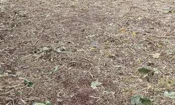 Imagem 3: Terreno na Avenida Principal do Bairro do Novo Aleixo . Avenida João Câmara