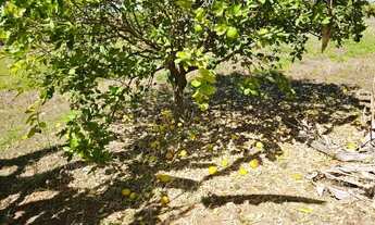 Imagem 7: Lote(chácara) condomínio fechado - Santa Maria-DF