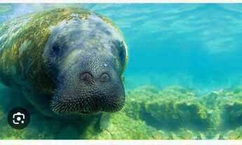 Imagem 4: Casa a 50 passos do mar na rota dos Milagres em Porto de Pedras- AL