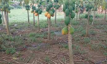 Imagem 2: Sítio na estrada de Manacapuru km62