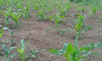 Imagem 4: Vendo sitio 8 alqueires