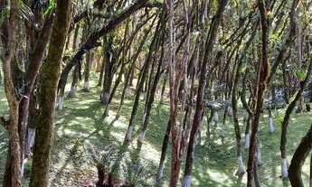 Imagem 6: Fazenda/Sítio/Chácara para venda em São José dos Pinhais PR