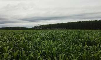 Imagem: Fazenda à venda no bairro Área Rural de