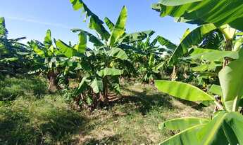 Imagem 4: Sítio à venda, 15 hectares, 320 pés de limão produzindo, Poço artesiano