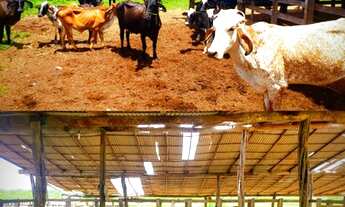 Imagem 6: Oportunidade! linda fazenda a venda de porteira fechada 69 hectares na Pi 113 a 28 km da P