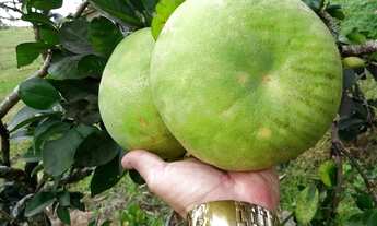 Imagem: Lindo Sítio-Produção/Residencia/Lazer