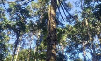 Imagem 5: Chácara linda a venda em Campo alegre sc