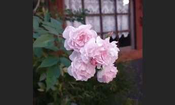 Imagem 7: Alugo quartos, casas e apartamentos mobiliados