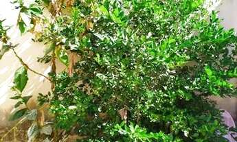 Imagem 6: Casa para venda com 165 metros quadrados com 2 quartos - setor