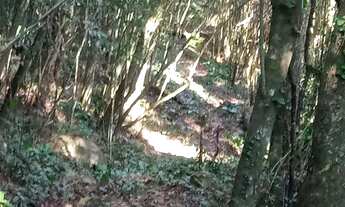 Imagem 2: Linda área 8 hectares frente para a Rota do Sol