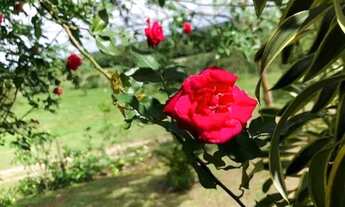 Imagem 4: SÍTIO EM SÃO GONÇALO - 5,5 TAREFAS