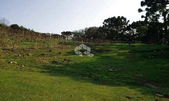 Imagem 8: Vendo chácara com 2 casa e muitas árvores frutíferas na Parada Crístal em Caxias do Sul