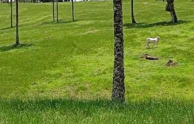 Imagem 7: Vendo maravilhosa Fazendinha em jaguaripe