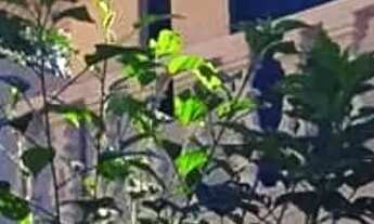 Imagem 4: Sítio na Br393, entrada de Paraíba do Sul RJ