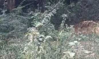 Imagem 3: Vendo lote 500 metros em Brumadinho 12,500