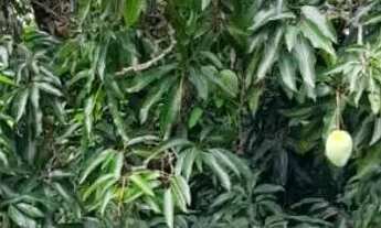 Imagem 6: Sitio 5,5 alqueires/35 minutos Major Prates..169.900.00