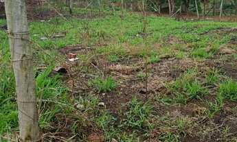 Imagem 4: 2 terrenos contínuos em lagoa do siri próximo a Rod. Do Sol