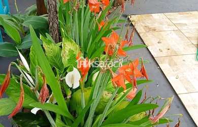 Imagem 4: Rancho à venda, Parque Atlântico, Campo Grande, MS