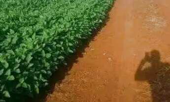 Imagem: Fazenda dupla aptidão em Uberlândia