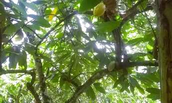 Imagem 6: Sitio em valença-Ba