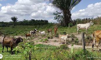 Imagem 4: 200 Hectares pronta e documentada sentido Capanema