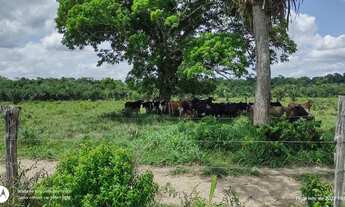 Imagem 7: 200 Hectares pronta e documentada sentido Capanema