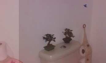 Imagem 16: SãO PAULO - Sobrado Padrão - Pedreira