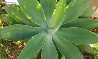 Imagem 5: Aluga-se quarto em Hostel Holístico