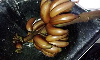 Imagem 7: Terreno com casa existente