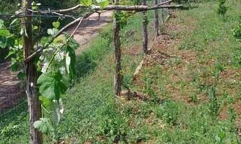 Imagem 6: BAIXOU - Sítio 3 hectares - Fazenda Fialho/Taquara-RS