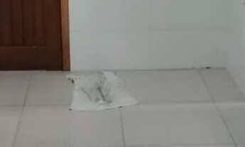 Imagem 7: Apto Carianos 2 quartos (ALUGADO