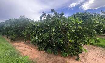 Imagem 5: Fazenda de 404 alqueres na região da cidade de Fernandópolis - SP